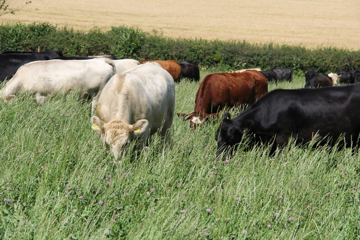 All the best croplands are former grasslands not forests

The use of #glyphosate is used to kill cover crops in even some of the best #notill systems

It’s much easier to regenerate the land by going back to a diverse grassland savannah harvested by ruminants