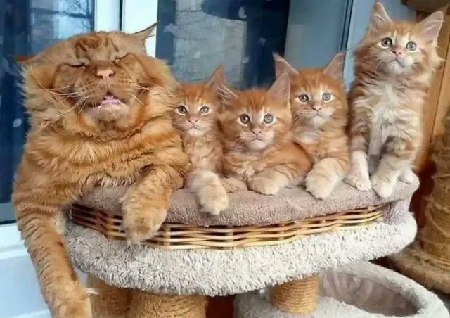 Not everyone could stay awake for the family photo