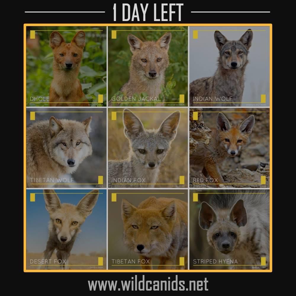 Only 1 day left to submit your sightings of #wildcanids & #stripedhyena from India! 

Please submit your sightings on: wildcanids.net 

#CitiSci #WCIP