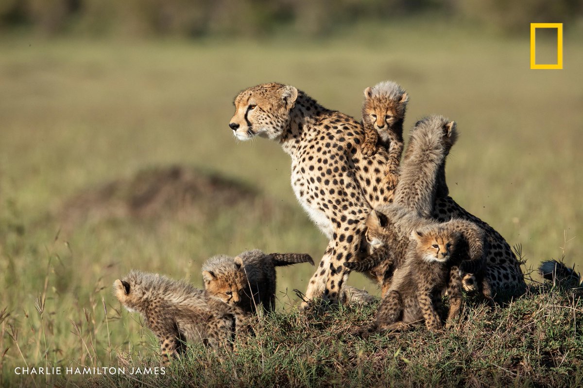 Cheetah cubs crawl over their mother at Maasai Mara National Reserve, Kenya.