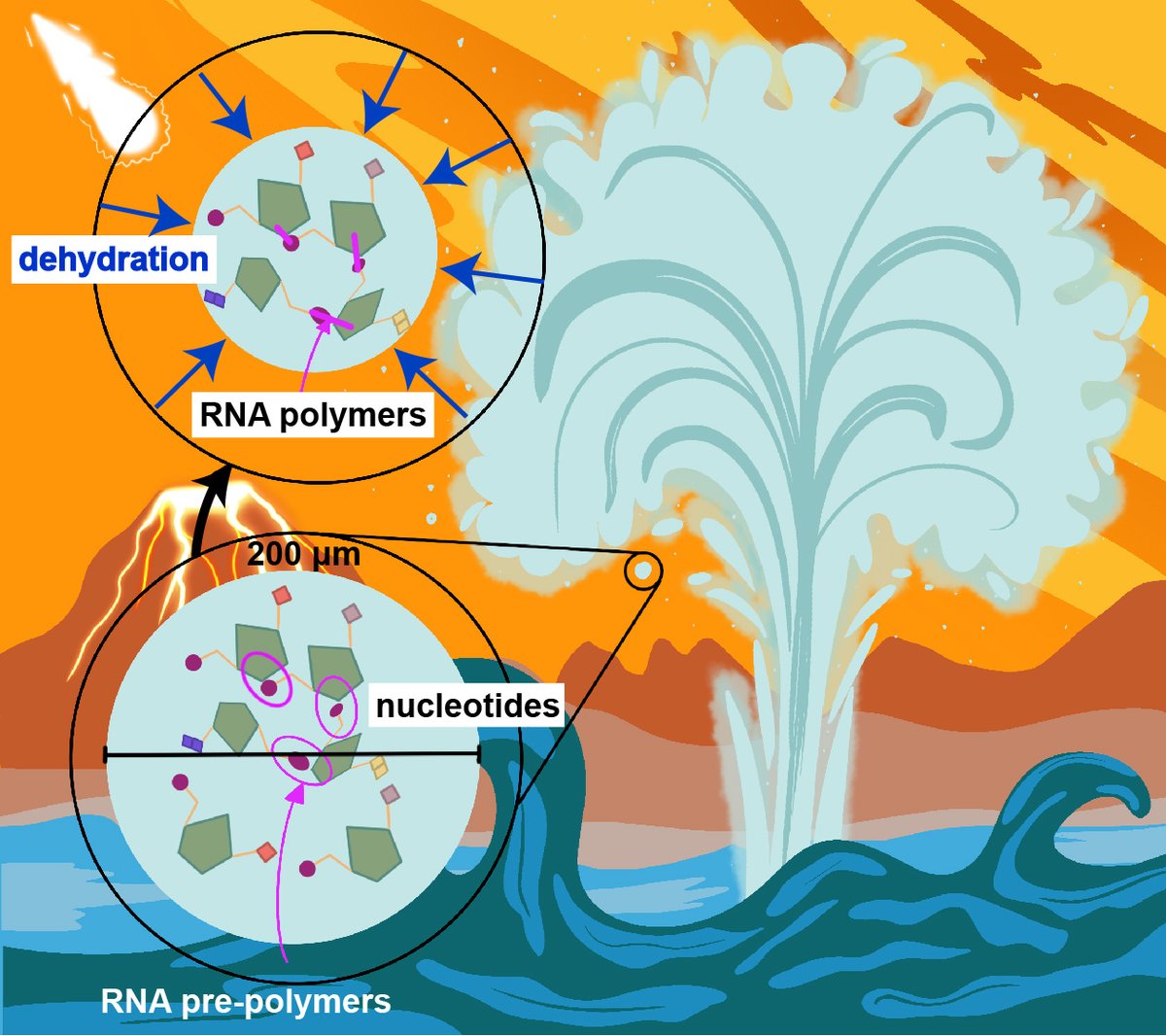 Biophysics@McMaster tweet media