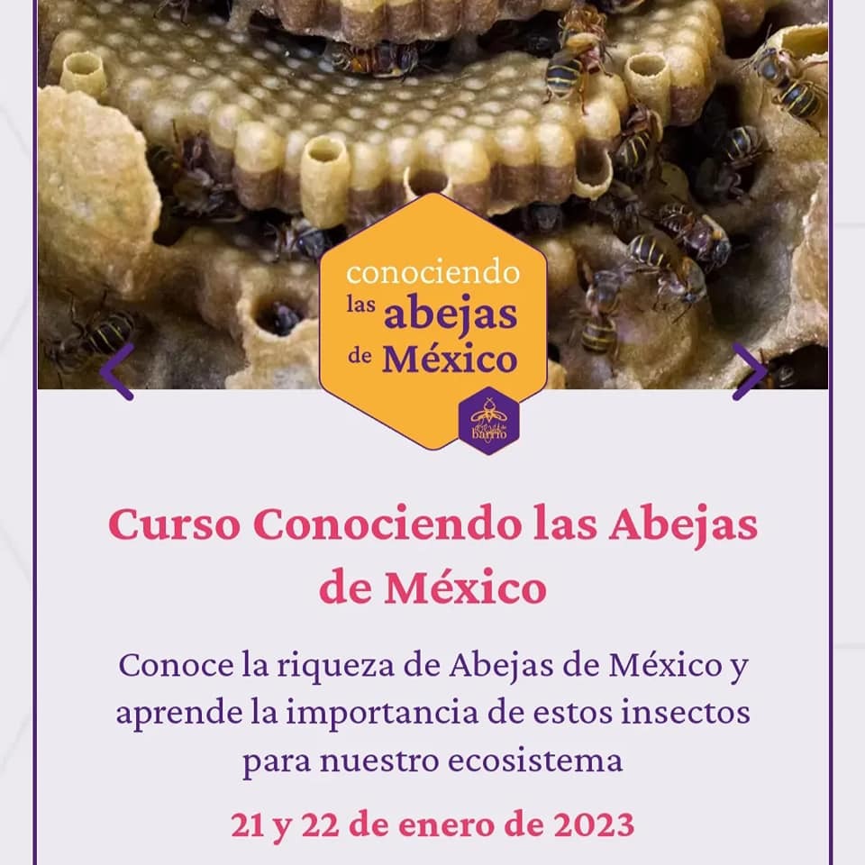 Los cursos del próximo año los pueden checar en nuestra página web:
abejasdebarrio.com.mx