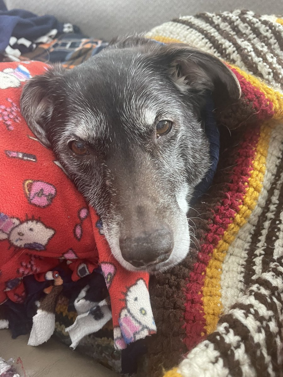 HuntersCyndi's tweet photo. @Weird_Dana Coco 16 years and 9 months old. Lifelong commitment. #ilovemyseniordog https://t.co/KY3T38sF1m