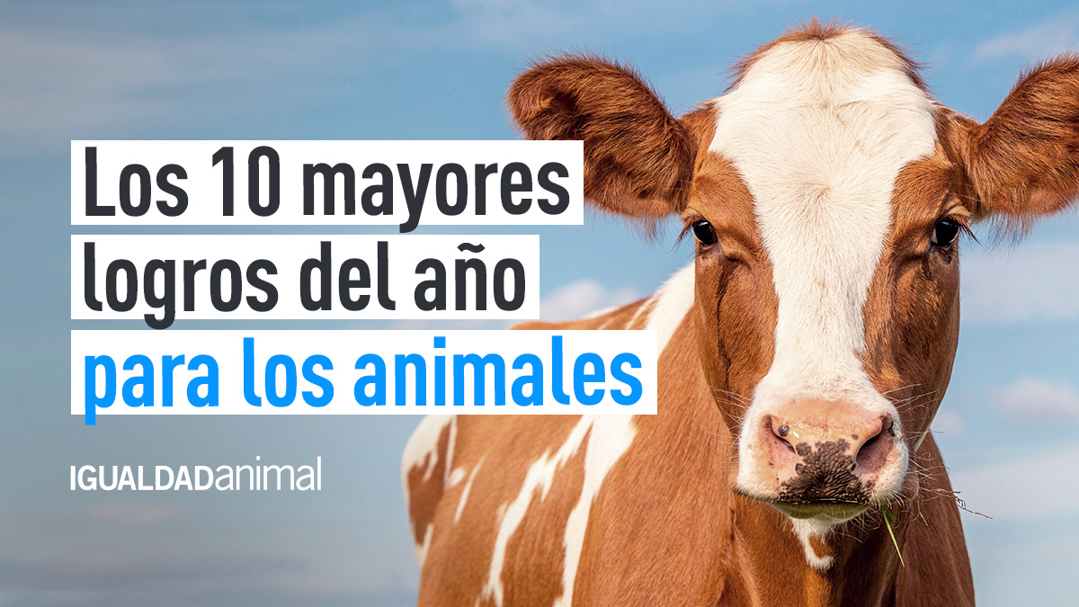 IgualdadAnimal's tweet photo. Juntos, en 2022, hemos tenido un impacto estimado en la vida de 200 millones de #animales en todo el mundo. 

Aquí te dejamos los 10 mayores logros alcanzados durante este año.

 ¡Seguimos y contamos contigo! 💪🏽

https://t.co/Ae5AYy0sEj https://t.co/bG5Kp0rkFy