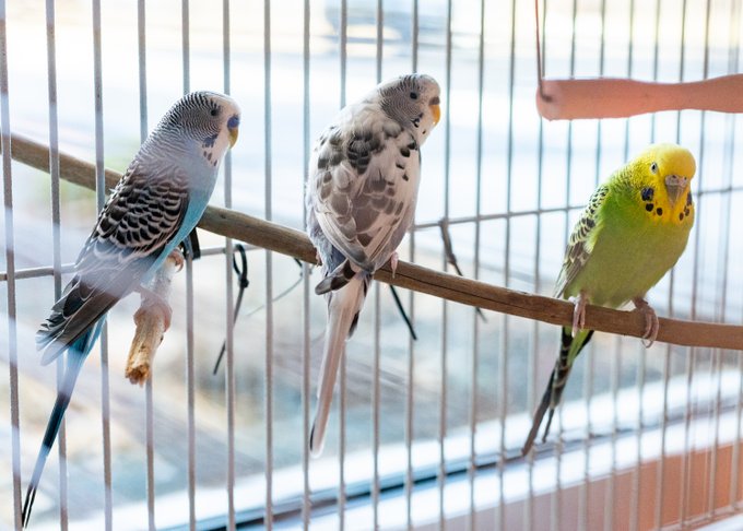 Parakeet living with finch
