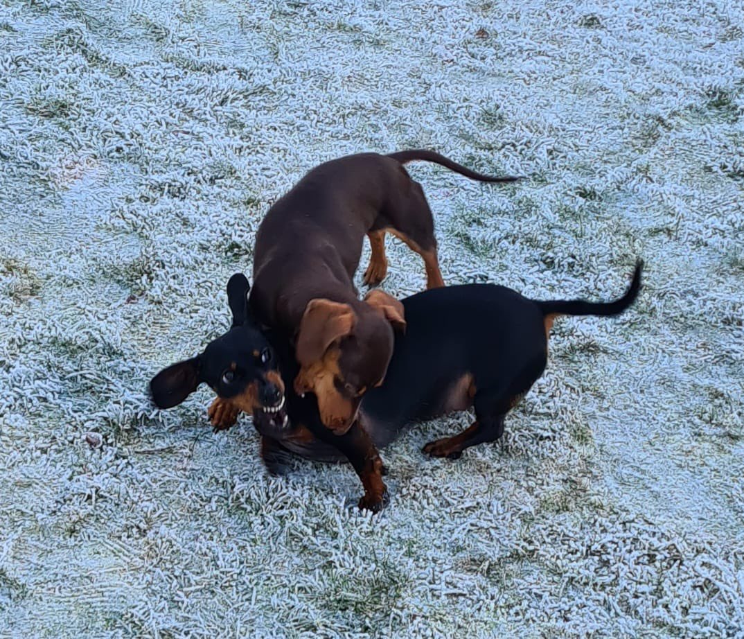 CMitchellAuthor's tweet photo. @Mark__Lawrence @FantasyBookCrit She’s a very good girl (when she’s not attacking the other three dachshunds…) https://t.co/rCEPseyb8K