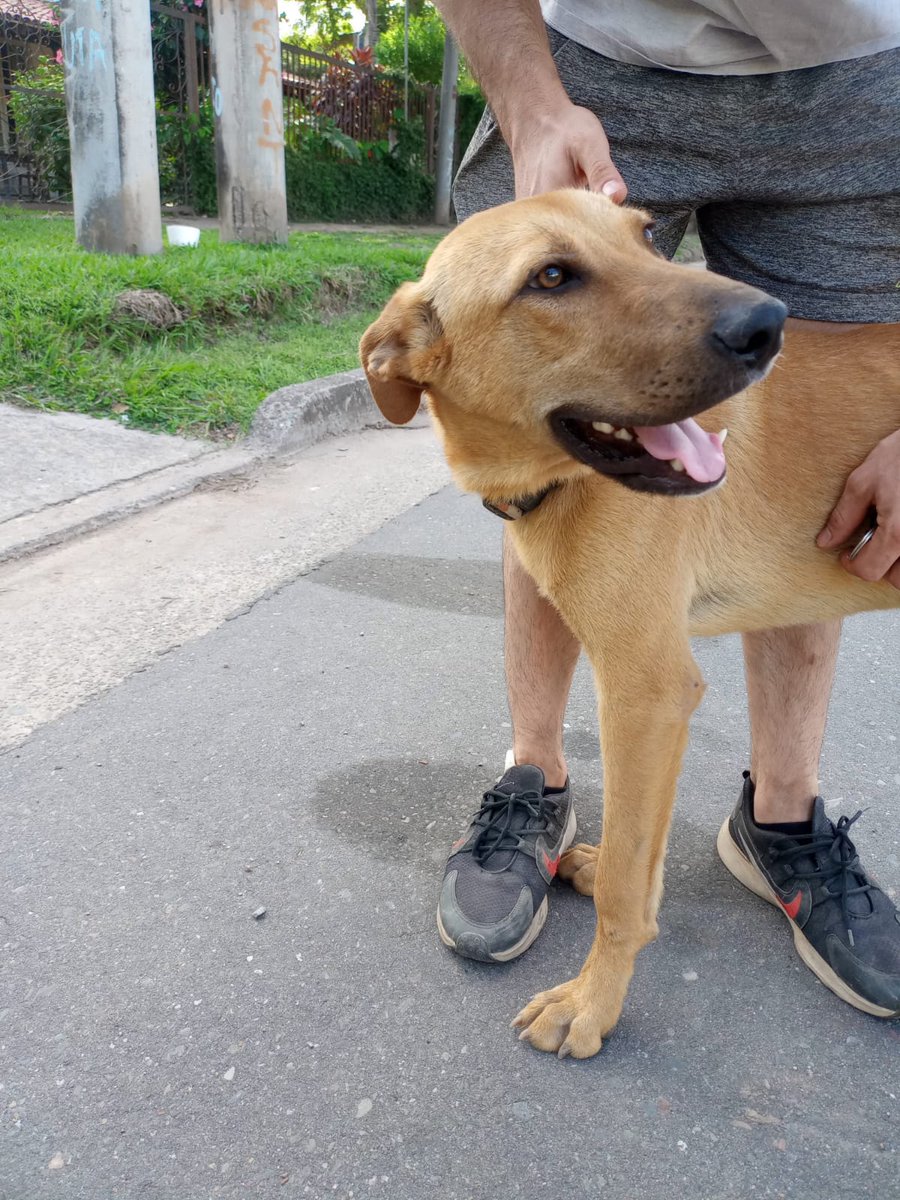 LulaBaca's tweet photo. Buenas! Este perrito está perdido desde el 25, anda por yerba buena en la zona de Ituzaingo al 1700, si pueden compartir🙏🙏

Es re buenito y esta cuidado, así que alguna casa debe tener! https://t.co/hNfbFvSomd