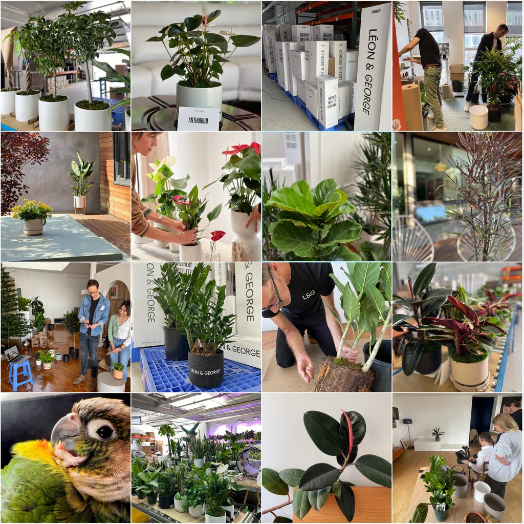 Léon & George tweet media