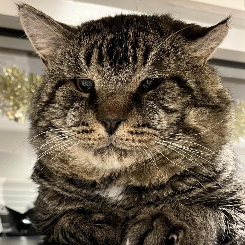 mrfishtopher's tweet photo. FAIRPORT, NY! Grizzly is a big man who has a big heart! He was found as a stray and enjoys being in laps and acting like a kitten! https://t.co/16LiVClwPn https://t.co/fvvGRj1WiJ