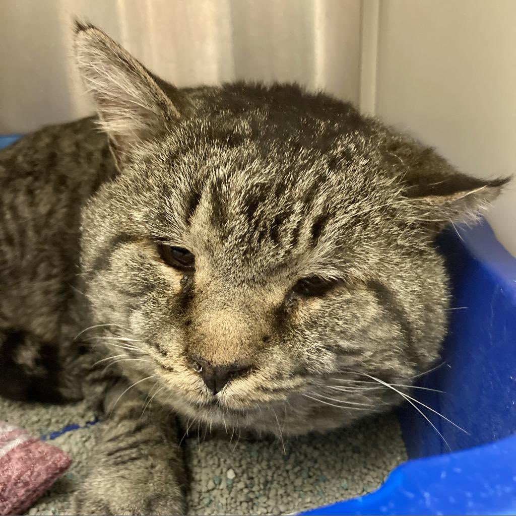 mrfishtopher's tweet photo. FAIRPORT, NY! Grizzly is a big man who has a big heart! He was found as a stray and enjoys being in laps and acting like a kitten! https://t.co/16LiVClwPn https://t.co/fvvGRj1WiJ