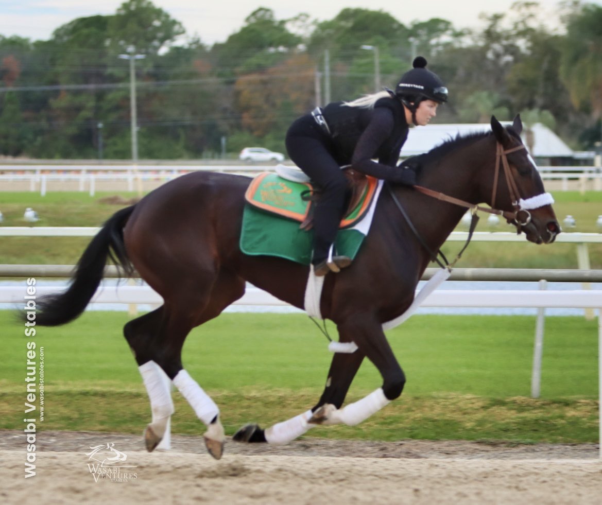 SarahHorsegirl's tweet photo. Ginettes On Fire today morning #GinettesOnFire #WasabiStables https://t.co/glkPnmI9Pk