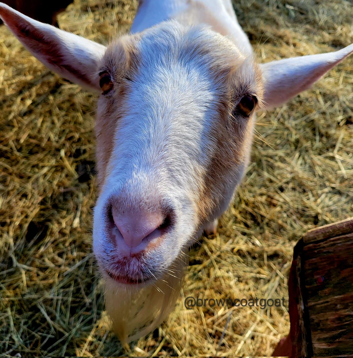 BrowncoatGoat's tweet photo. Sage wants to see you at 3pm eastern today on Twitch!! She's expecting much love from you all! ❤️ https://t.co/RF9Zw7SzUG