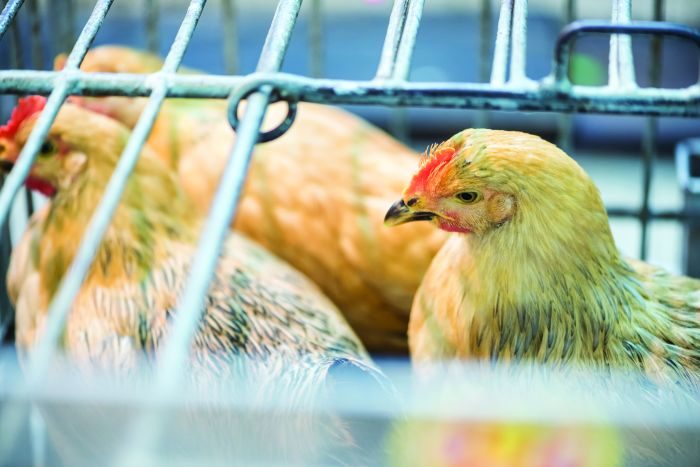 Outlook for China’s #poultry industry flat in 2023 bit.ly/3WKig1L