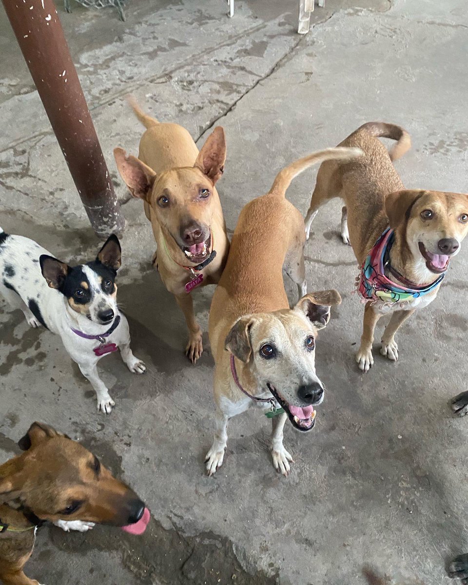 nana1gc's tweet image. POR FAVOR🙏🏻🙏🏻 
El refugio necesita de 244 personitas que donen 10.000 ( o lo que puedan) para lograr la meta de fin de mes 🥹🙏🏻
Debemos pagar todo esto antes del 2 y ustedes saben que se vienen dos en los que casi todos estarán ocupados en familia😞 
un RT también es ayuda💖