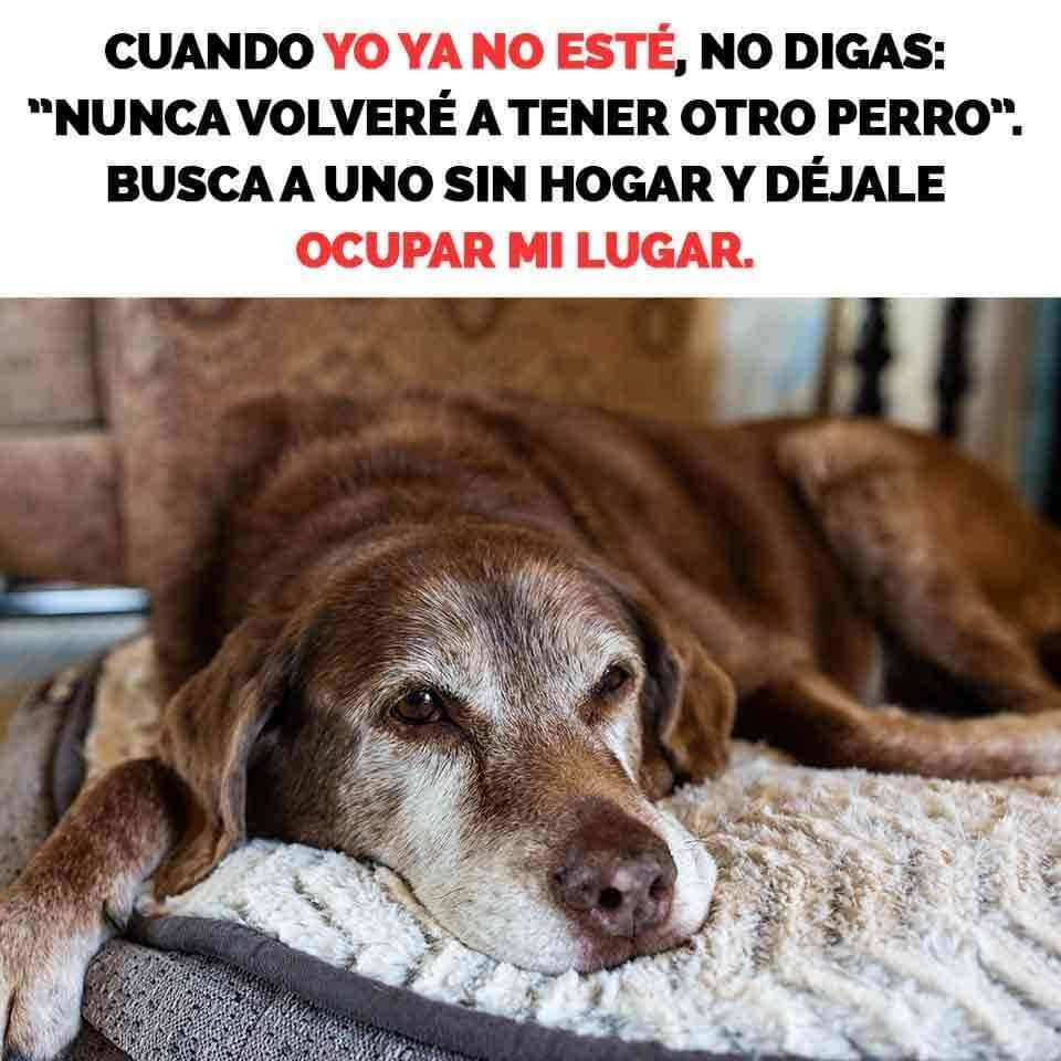 Nunca volveré a tener otro perro...