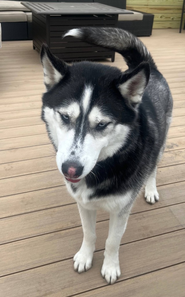 ift.tt/j8dPpX6 #DoYouKnowThisDog? N Talman Ave & W Fullerton Ave, #LoganSquare, #Chicago, #CookCounty, #IL, 60647.  

Male - Husky - Silver or Gray.  Found: 12-30-2022

CONTACT:  (770) 757-9813 
Email:  e36ac786@contact.petfbi.org 

--- Do you have information about th…