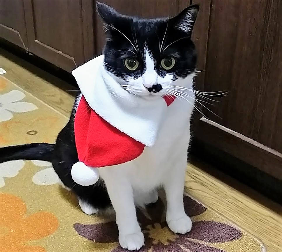 ねこのちくわ Wchi Cat Twitter