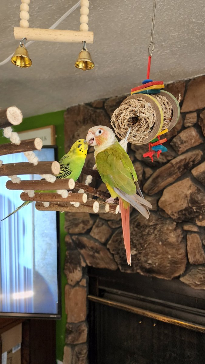 DaBoSSSSLady's tweet photo. Tell me your pets are spoiled without telling me your pets are spoiled. I'll go first #petsoftwitter #PetSimulatorX #bird #BirdsOfTwitter #spoiled #bossssfam #deadfam #ggop https://t.co/WFIKK8TXI1