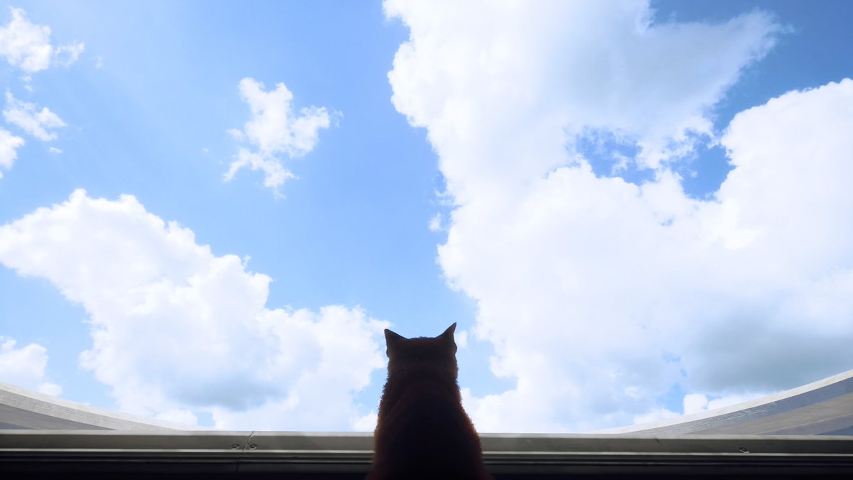 TT04984850's tweet photo. #Stray 爱死机小猫 https://t.co/QhjYsG6vvq