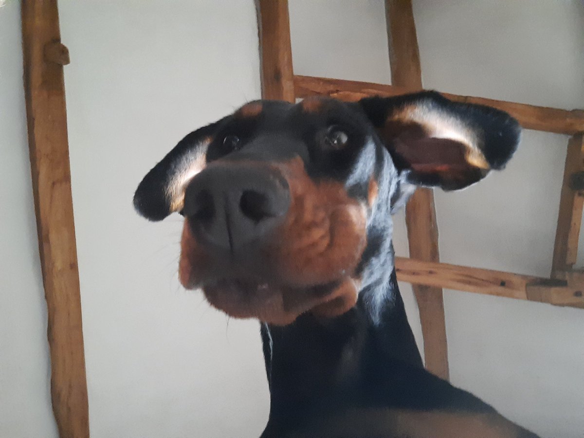 NotBadForHerAge's tweet photo. Why am I on your phone Mum? ๐ธ #Damson #dogselfie #digidog #techdog #Dobermann #dogsoftwitter https://t.co/5M8m8lFnsa