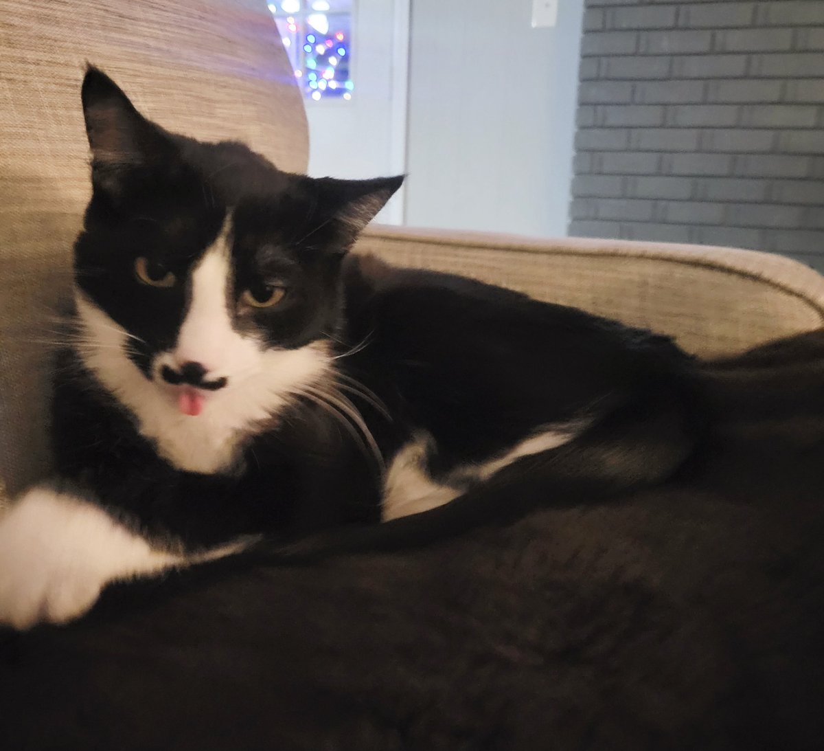 kitty_inigo's tweet photo. Happy Furrdayz everyonez!  Enjoy yous weekendz!! 

#CatsOfTwitter https://t.co/Ou2KlgoIy1