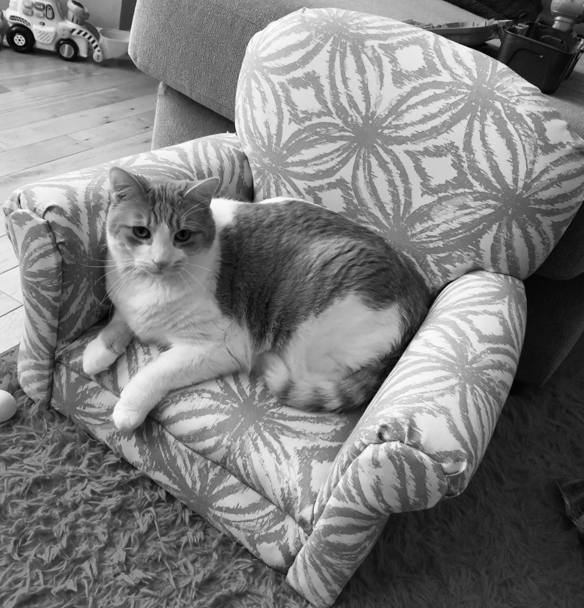 Kayla Chow Show tweet media