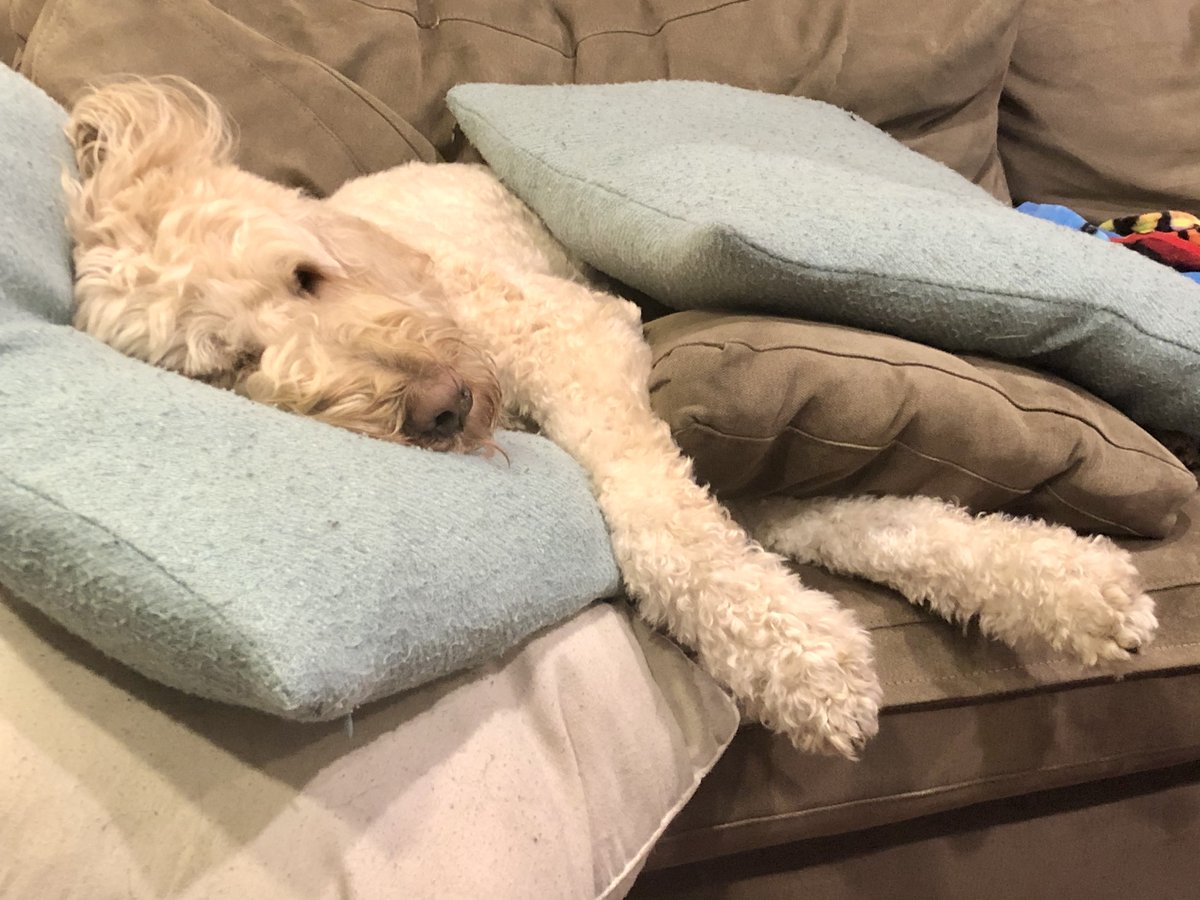 FrolickDogs's tweet photo. Make 2023 the year your dog gets off the couch and hits the gym! Bring your pup to #FrolickDogs once we reopen Jan 3; drop into the open gym 5-7pm M-F, 9am-4pm Sat for just $15, no reservation required. https://t.co/vuhAD4AhMy