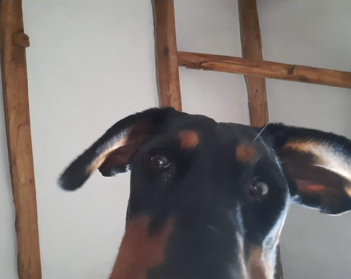 NotBadForHerAge's tweet photo. Why am I on your phone Mum? ๐ธ #Damson #dogselfie #digidog #techdog #Dobermann #dogsoftwitter https://t.co/5M8m8lFnsa