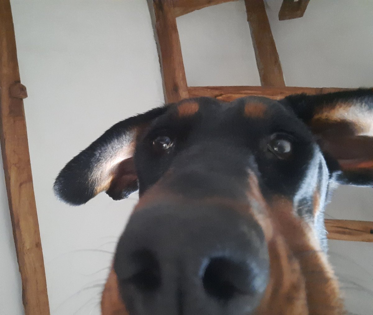 NotBadForHerAge's tweet photo. Why am I on your phone Mum? ๐ธ #Damson #dogselfie #digidog #techdog #Dobermann #dogsoftwitter https://t.co/5M8m8lFnsa