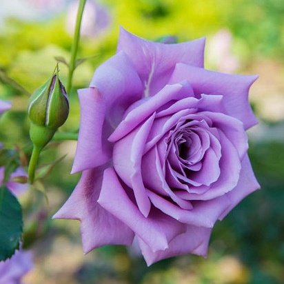Devildomlove's tweet photo. To: @Luci_misses_you
From: G.C.

💌 Blue Moon Hybrid Tea Rose &amp; A bottle of demonous 💌

"Lucifer, I hope this time of year is treating you well. Though I do ask you get the teachers to lessen the classwork a bit I've simply made myself too exhausted to move haha..." https://t.co/F90vRfK0iX
