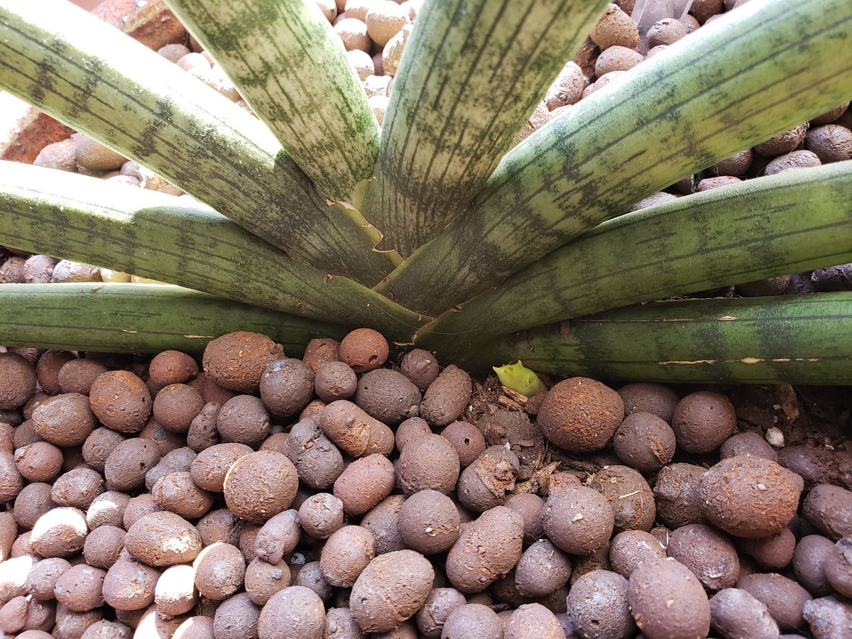 Thrisinthe tweet media