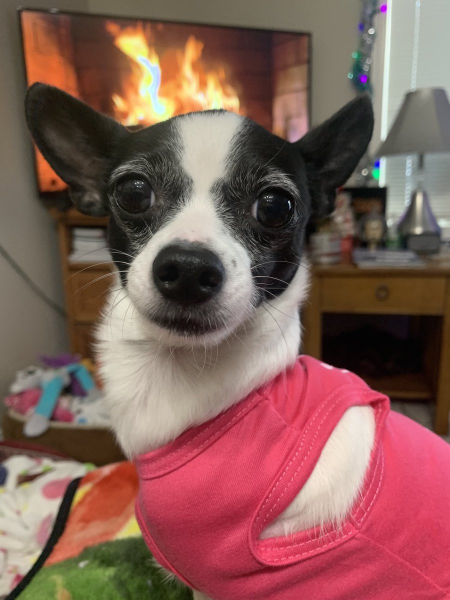Puppymom91's tweet photo. I, Princess Di-Di definitely do not need mistletoe! I kissed Mommy 17 times this morning without it! That’s a record! And the day has just begun! 💖🐕🐾👑🎀🌹🥰 #NoMisthetoeNeeded #PrincessDiDi #TripawdRescueChihuahua  #DogsOfTwitter https://t.co/qmoIKKxG9X