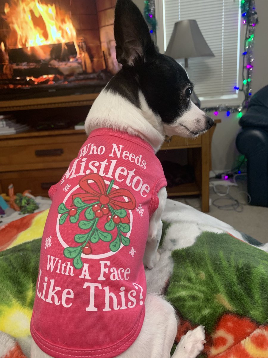 Puppymom91's tweet photo. I, Princess Di-Di definitely do not need mistletoe! I kissed Mommy 17 times this morning without it! That’s a record! And the day has just begun! 💖🐕🐾👑🎀🌹🥰 #NoMisthetoeNeeded #PrincessDiDi #TripawdRescueChihuahua  #DogsOfTwitter https://t.co/qmoIKKxG9X