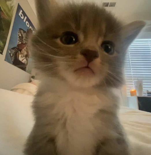 ren(ат)🇺🇦 tweet media