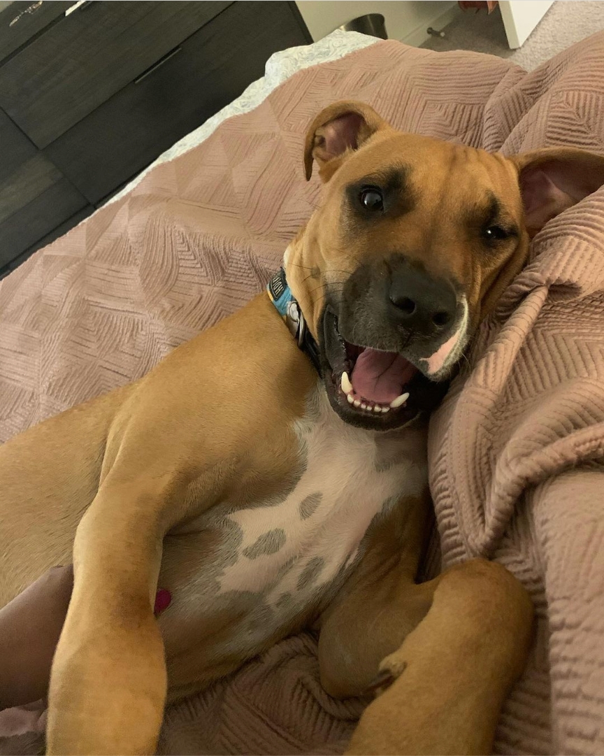atlantapetlife's tweet photo. Friday selfies!โค๐ธ
๐ถ Oak
#atlantapetlife #dogist #atlpets #furendly #atlantapets #atlantadogs #dogfeature #weratedogs #dailybarker #bestwoof #dogfeatures #topdogphoto #dailydog https://t.co/j6050kKXb1