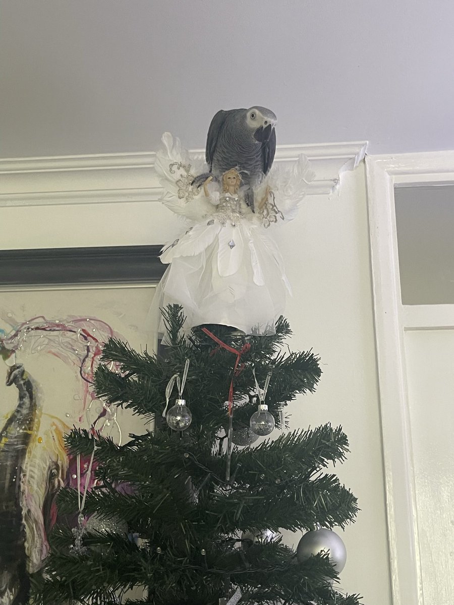 GraysonTheGrey's tweet photo. Who’s a better tree topper, me or the fairy? #Christmas2022 #christmastree #fairy #treetopper #cag #congoafricangrey #prettyboy #cheekyboy https://t.co/eoQiWOKFAP
