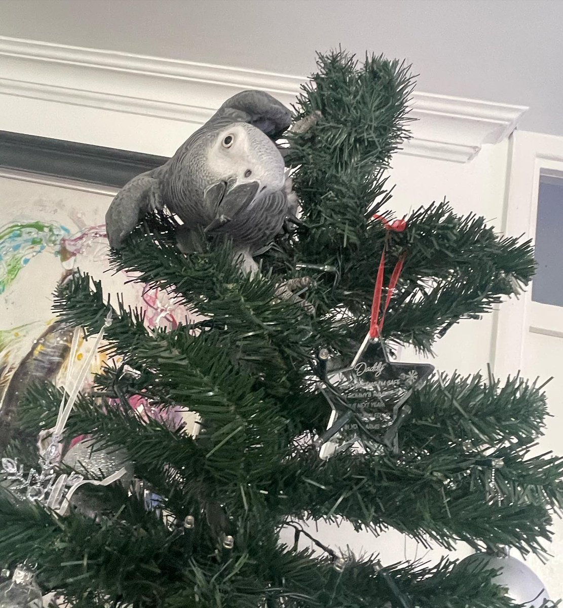 GraysonTheGrey's tweet photo. Who’s a better tree topper, me or the fairy? #Christmas2022 #christmastree #fairy #treetopper #cag #congoafricangrey #prettyboy #cheekyboy https://t.co/eoQiWOKFAP