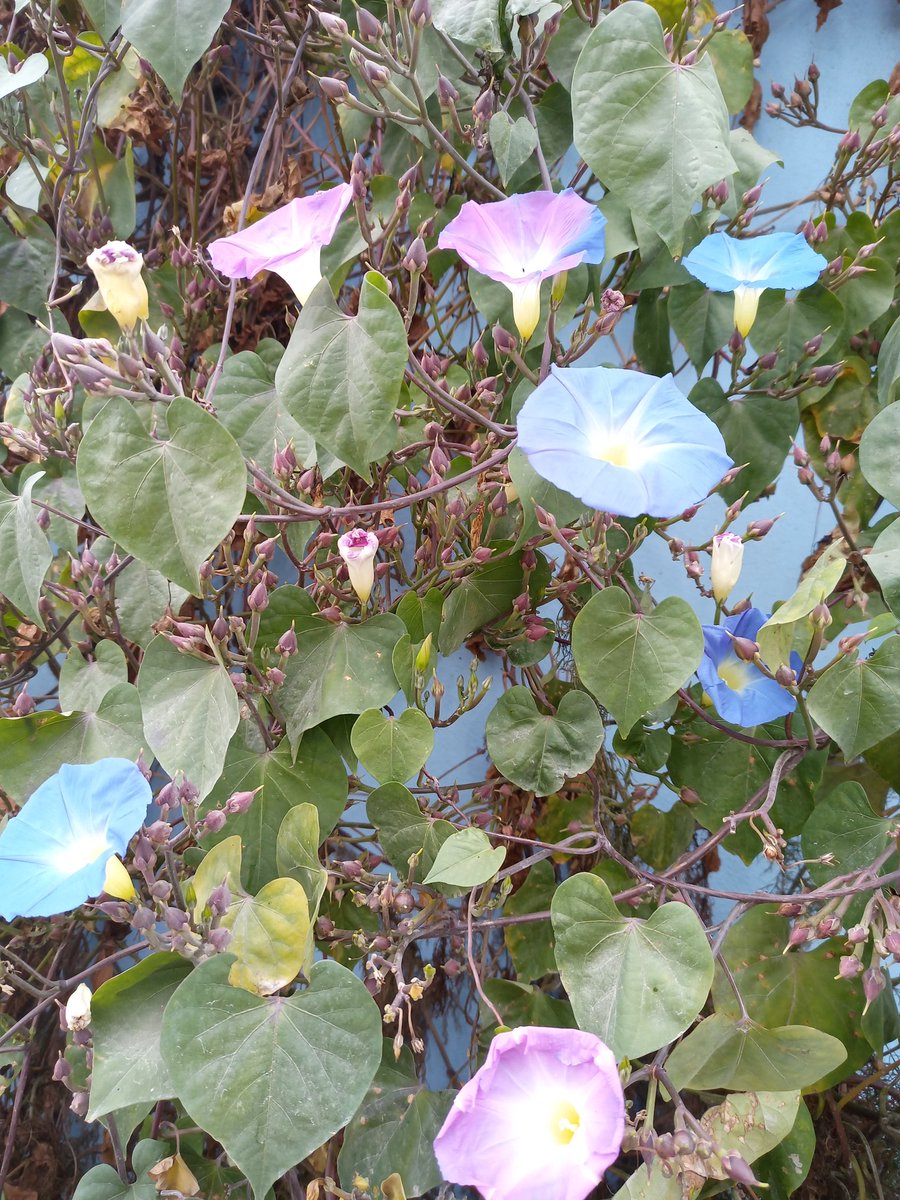 Ipomoea tricolor, everything has sense now. I am picking up seeds. Convolvulaceae