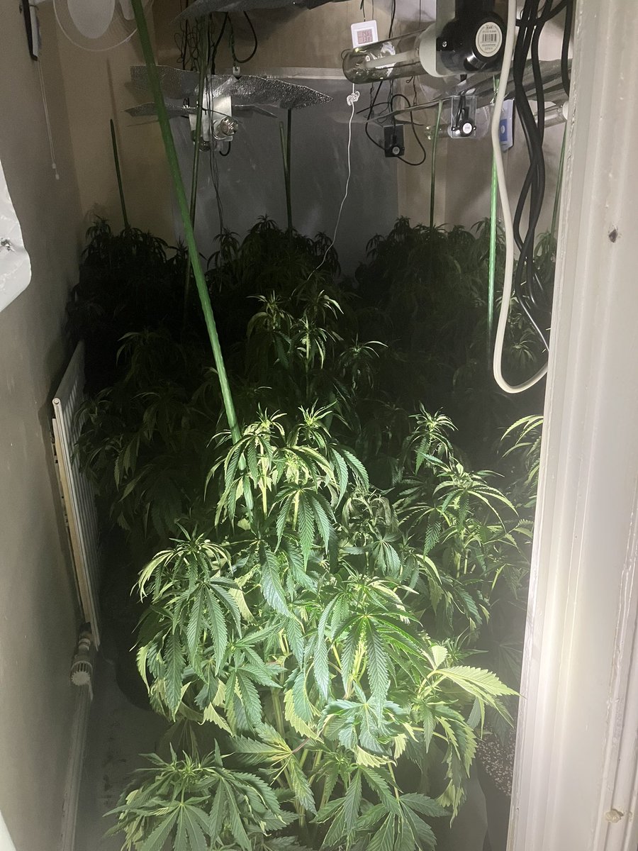 Section 23 Misuse of Drugs Act warrant executed in #Semilong today. 281 Cannabis plants seized. Investigation now underway. #P0894 #P1653 #P0451 #C7116 #P0527 #P0687 #P1054 #P0542 #S3394 #S3426 @NorthantsPolice @northantsdogs @NorPolSpecials #DrugHarm #SeriousOrganisedCrime