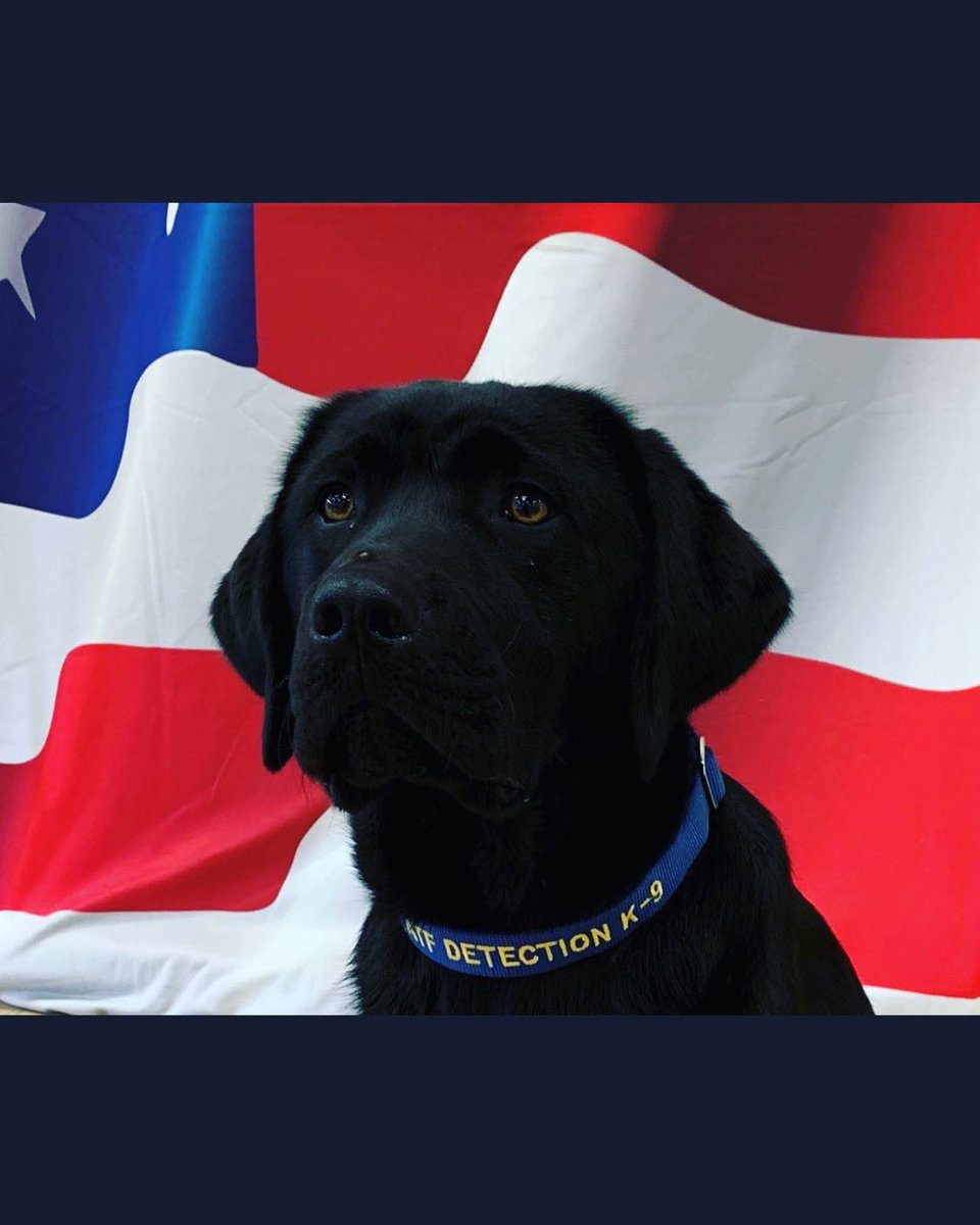 We want to Congratulate Chuck on starting his career as an Accelerant Detection Canine with Suffolk AME! Chuck was raised in Edna Mahan Correctional Facility in NJ, thank to the women for the awesome job raising him! Good luck Chuck! #goodluck #newcareer #goodjob #pbb