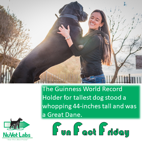 That's one big boi! #bigboy #greatdane #recordholder