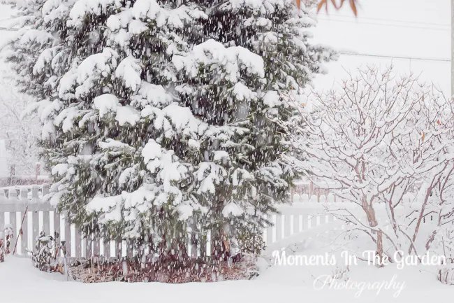 MomentsintheG's tweet photo. Snowing like crazy here today with glimpses of Christmas lights through the snow. #winterscene #heavysnowfall #christmaslights #endofdecember #winterwonderland #momentsinthegardenphotography https://t.co/mNyVj683oJ