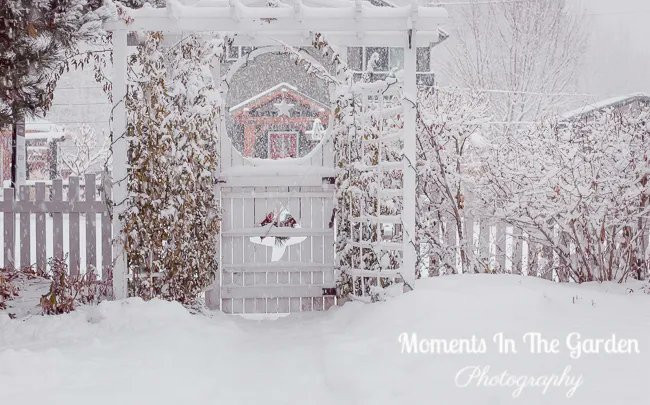 MomentsintheG's tweet photo. Snowing like crazy here today with glimpses of Christmas lights through the snow. #winterscene #heavysnowfall #christmaslights #endofdecember #winterwonderland #momentsinthegardenphotography https://t.co/mNyVj683oJ
