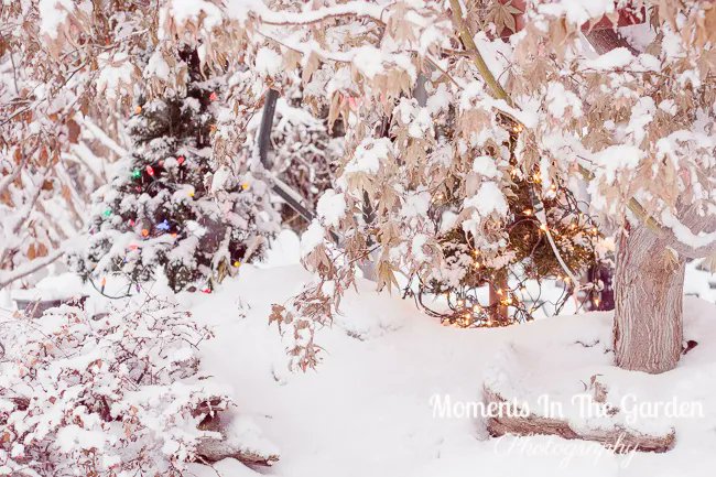 MomentsintheG's tweet photo. Snowing like crazy here today with glimpses of Christmas lights through the snow. #winterscene #heavysnowfall #christmaslights #endofdecember #winterwonderland #momentsinthegardenphotography https://t.co/mNyVj683oJ