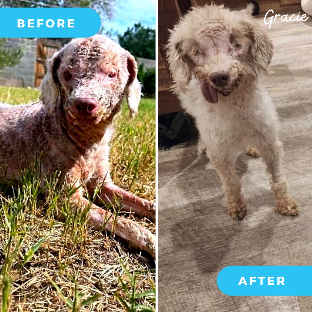waggleforpets's tweet photo. This #FeelGoodFriday, sweet senior Gracie is here to share her #WaggleSuccessStory! π
Read Gracie's full story and update at the link below:
https://t.co/PH0wQivWNu
#Waggle #Waggleforpets #Rescue #Rescuedog #Hoarding #Neglect #Heartbreaking #Amazingrecovery #treatment https://t.co/TrsfFcGlFO