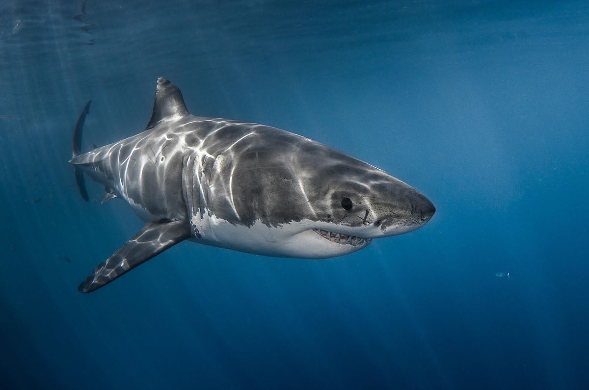 ODCanarias's tweet photo. Las hembras adultas alcanzan entre 400 y 650 cm y los machos entre 240 y 550 cm. Se les encuentra en la mayoria de regiones tropicales y templadas de todo el mundo.
Gran tiburón blanco
#tiburones #buceo #mediomarimo #vidamarina #ODCanarias
📷 Autor desconocido https://t.co/cVZDsGEkiy