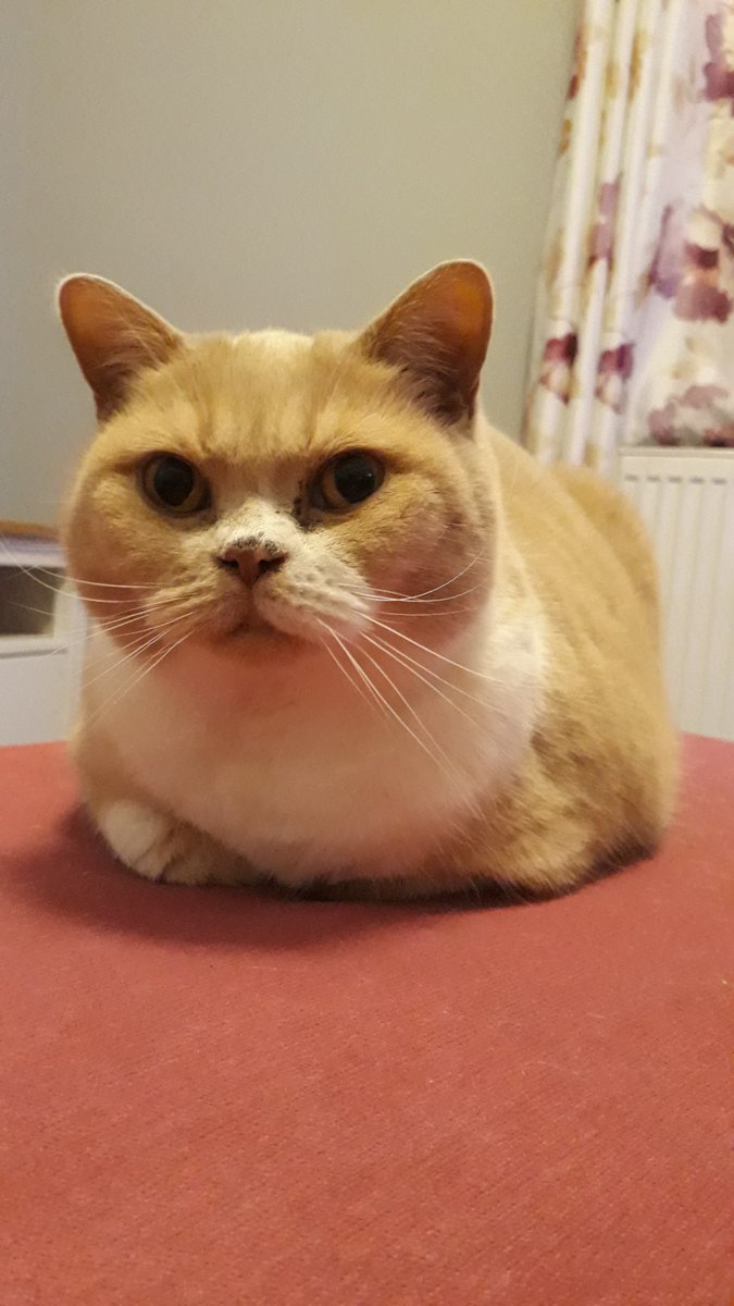 Jas the Cat tweet media