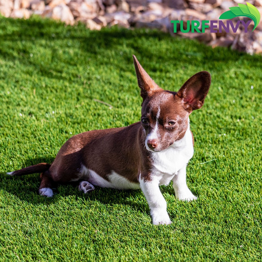 TurfEnvyUSA's tweet photo. Turf 101: Heat
Turf gets hot when exposed to sunlight. Special infills are available that combat heat buildup. Infills, like natural soil, retain water and help keep the turf cool and walkable in the sun!
(833)TURF-ENV [887-3368]
#TurfEnvyUSA #KickingGrass #Turf101 #PetApproved https://t.co/6xRExXcczA