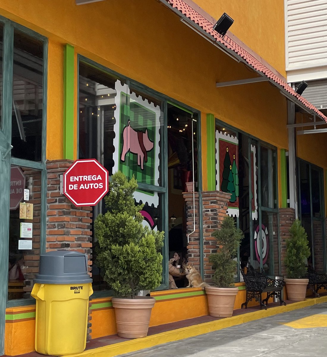 sheisgaravi's tweet photo. @LosCochinitosmx ¿cómo que no son pet friendly? ¿Y el perro de la ventana que es? https://t.co/F6E9jGt8RS
