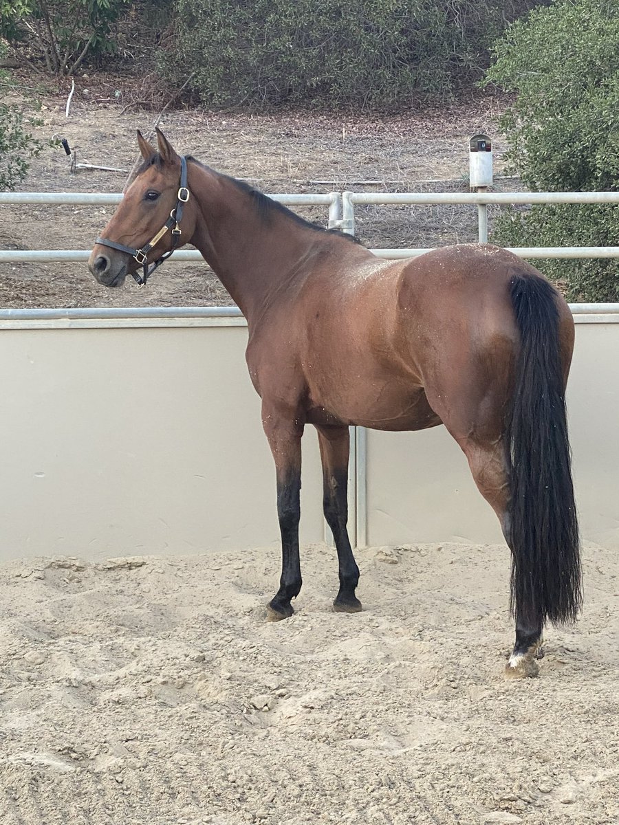 KastleBound's tweet photo. @BadAstronomer I bought a new horse that I love with all my heart. https://t.co/ZrzuOgSgv0